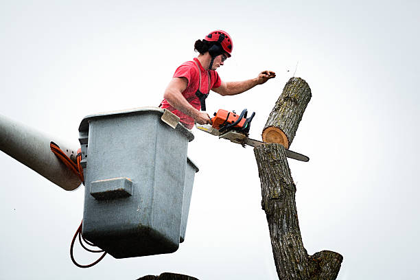 How Our Tree Care Process Works  in  Melbourne Beach, FL